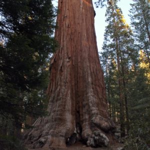 "General Grant", el segundo árbol más grande del mundo