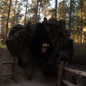 Vaciando el tronco consiguieron este original tunel