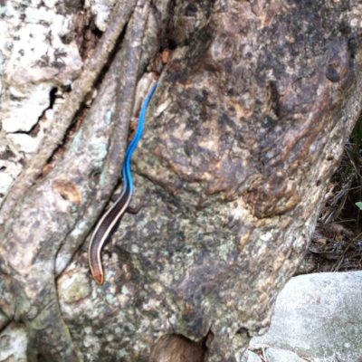 En el recorrido vimos lagartijas como ésta con la cola azul o verde fosforito