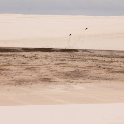 Nos llamó la atención como estos cerditos se adentraban en las dunas... ¡Y sus graciosas huellas!