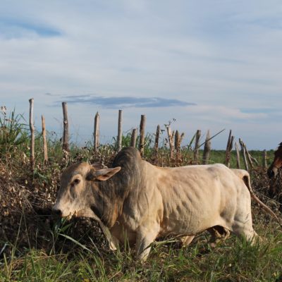 Por fin pudimos sacar una foto a las vacas jorobadas de Brasil que tanto nos habían llamado la atención