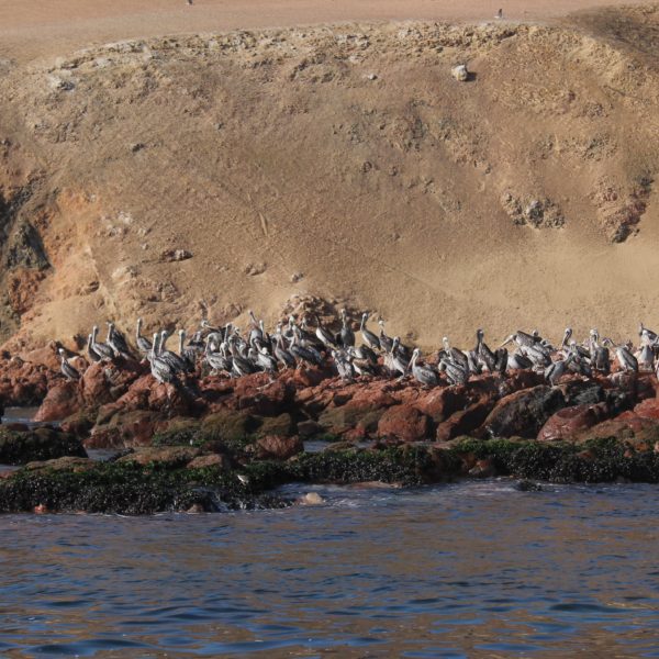 Antes de llegar a las islas, encontramos un montón de pelícanos descansando
