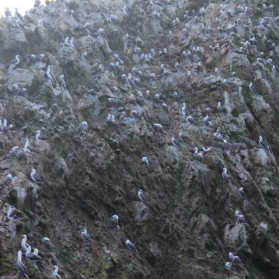 Montones de aves guaneras se posaban en las rocas de las islas...