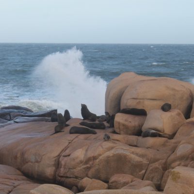 El mar estaba muy agitado y aunque se veían algunos leones marinos en el agua, la mayoría estaban en las rocas
