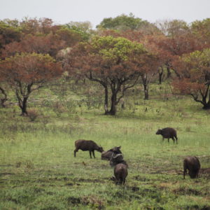 También había manadas de búfalos en iSimangaliso