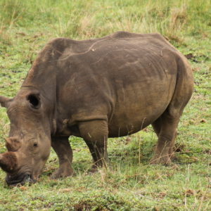 Los cuernos de este rinoceronte parecen haber sufrido un poco...