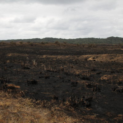 iSimangaliso fue el primer sitio donde vimos que grandes extensiones de tierra se queman a propósito para provocar la regeneración de la vegetación