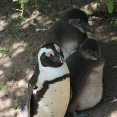 También vimos a crías de pingüino, que tienen el pelo totalmente diferente