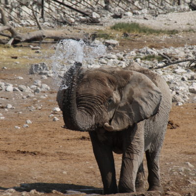 Fue muy divertido ver a este elefante ducharse y refrescarse una y otra vez frente a nosotros