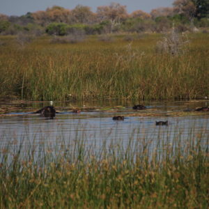 A pesar de que no nos acercamos mucho, pudimos ver un grupo de hipopótamos en su pozo