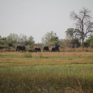Fue increíble ver una manada de elefantes tan de cerca