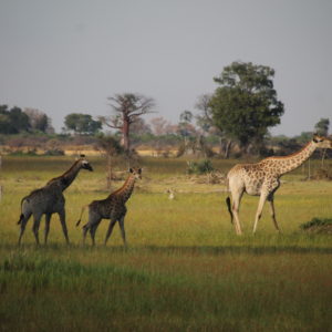 También vimos varias jirafas de cerca