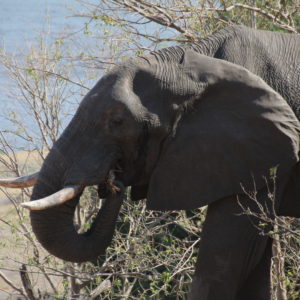 Sorprendentemente, no vimos más que este elefante mordisqueando la rama