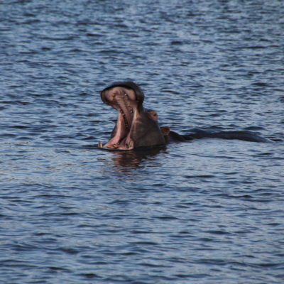 La foto del hipopótamo con la boca abierta es la más buscada