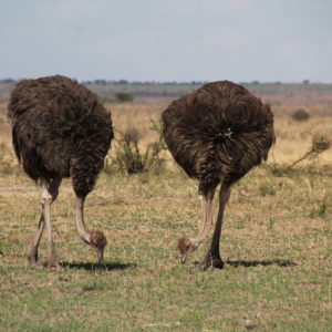 "Simpática" pareja de avestruces