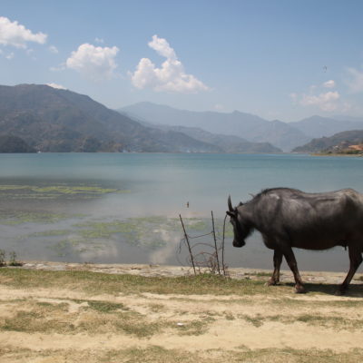 Y no podían faltar las vacas y búfalos en el lago Phewa