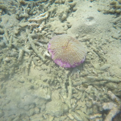 ¿Podéis identificar este objeto del fondo del mar?
