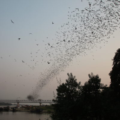 Montones de murciélagos empezaron a salir a toda prisa