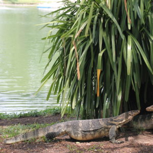 Lo más llamativo del parque son los varanos, unos lagartos gigantes que son muy fáciles de ver por todas partes