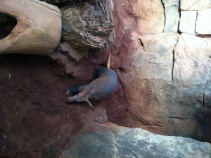 Animal raro