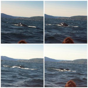 Ballenas