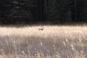 Lobo Jasper Banff