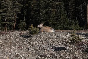Bighorn sheep Jasper Banff