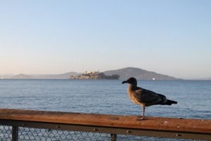 Alcatraz