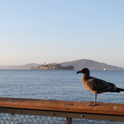 La isla de Alcatraz desde los muelles. No nos dio tiempo a ir, ya que hubieramos "perdido" más de medio día.