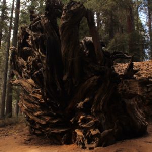 La base de una sequoia caída