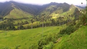 Bosque palmas Colombia