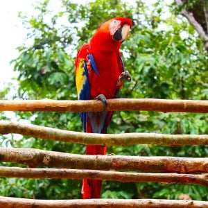 Guacamayo Copán