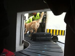 Registro maletas perro
