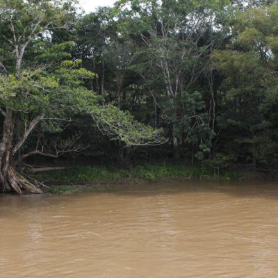 Amazonas árbol