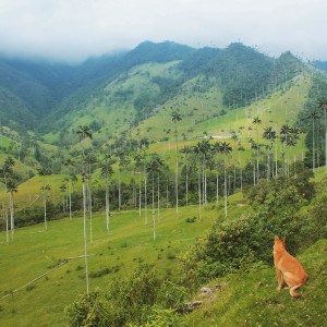 Perro Valle Cocora