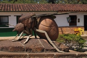 Hormiga culona Barichara