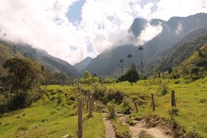 Valle Cocora
