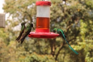 Colibrí cola larga