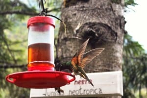 Alas colibrí