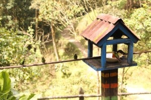 Colibríes