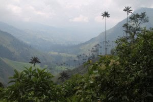 Final Valle Cocora