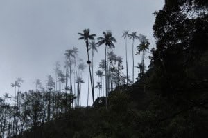 Niebla Valle Cocora