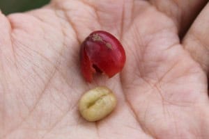 Fruto café Colombia