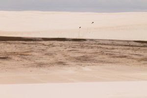 Cerdos Lençois Maranhenses