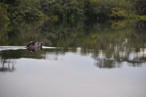Tapir Pantanal