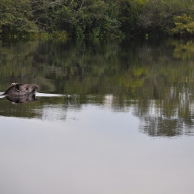 El momento más emocionante, fue en el que vimos pasar a este tapir de una orilla a la otra... ¡Qué suerte tuvimos!