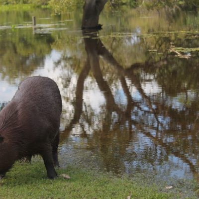 La capibara, un animal que parece híbrido entre el cerdo y la nutria, dejó que nos acercáramos bastante a él