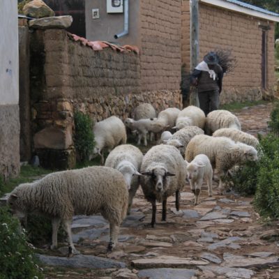 Y como buen pueblo rural, las ovejas campan a sus anchas por el pueblo