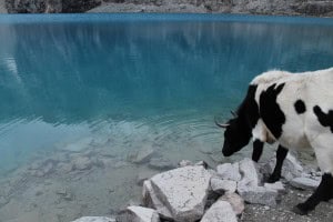Vaca Laguna 69