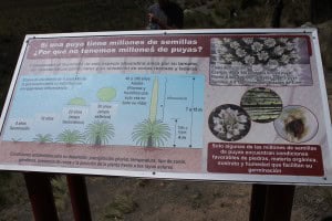 Puya raimondii